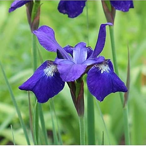 Amazon 紫桜館山の花屋 山野草 サキガケアヤメ 先駆け文目 素掘り苗5株 Diy 工具 ガーデン