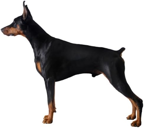 about doberman pinscher