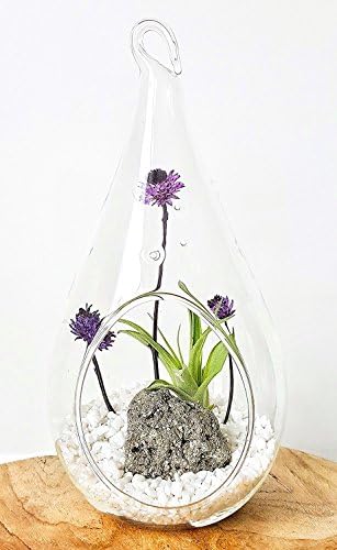 Air Plant Terrarium Kit, 7.5" &amp; 4.5" Hanging Glass Teardrop Globe / Indoor Tillandsia, Dried Floral , Living Zen Fairy Garden for Modern Home Décor