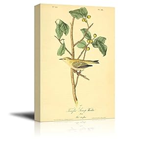 Beautiful Illustration of a Tennefsee Swamp Warbler by John James Audubon - Canvas Art Home Art - 12x18 inches