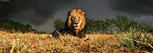 KV&H Lion Puzzle
