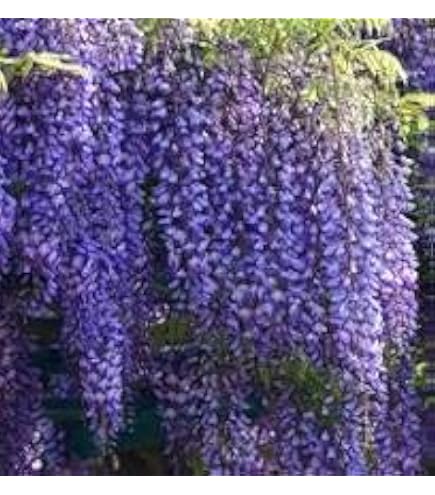 【あうん】Chocolate x Wisteria Wisteria floribunda - Common Bonsai,Shrub and Vine Seeds