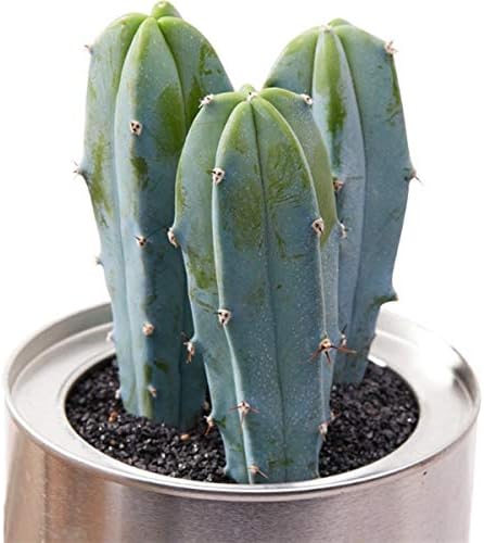 Amazon 100pcs Lotサボテンレビュアバラエティーミックスエキゾチックな開花カラーサボテンレアサボテンアロエ盆栽オフィスプラント多肉植物 13 観葉植物 オンライン通販