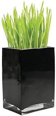 MakersKit Organic Wheatgrass Self-Watering Kit by MakersKit