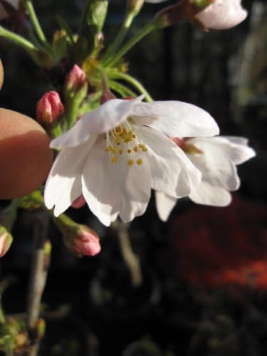 Amazon Co Jp サクラ鉢植え 春に開花 染井吉野桜 信楽鉢植え染井吉野鉢植えです 4月以降は 葉桜でのお届けとなります Diy 工具 ガーデン