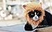Prymal Lion King Cat Costume. This Pet Costume Turns Your Cat/Dog Into a Ferocious Lion King!