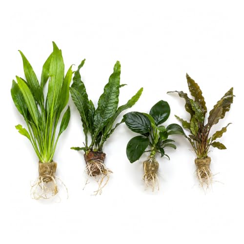 Canton Aquatics Live Aquarium Plants Bundle