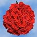 GlobalRose 50 Red Roses - Fresh Flowers Delivery- Beautiful Large Bloom Roses