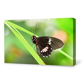 Wall26-Canvas Wall Art-Beautiful Butterfly-Giclee Painting Wall Art for...