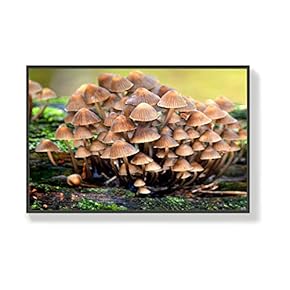 Canvas Wall Art for Living Room, Bedroom Mushroom Framed Canvas Prints for Home Decoration Ready to Hang - 16x24 inches