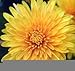 500 YELLOW CHRYSANTHEMUM Morifolium Flower Seeds by Seedville