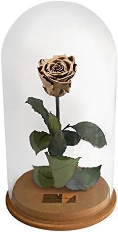 Beauty And The Beast Rose, Live Forever Rose in Glass, Live Enchanted Rose, Preserved Rose %100 Natural LFR0002 (Gold)