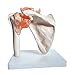 Anatomy Model of Human Shoulder Joint Bones Anatomical Joint Models for Teaching Life Size - with Rotator Cuff Shoulder