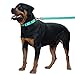 CollarDirect Reflective Dog Collar for a Small, Medium, Large Dog or Puppy with a Quick Release Buckle - Boy and Girl - Nylon Suitable for Swimming (10-13 Inch, Mint Green)