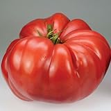 Crimson Giant Tomato Seeds! RARE HUGE
