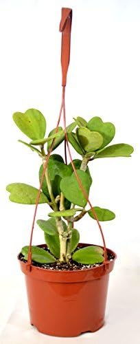 9GreenBox Variegated Hoya Kerrii Heart Shaped 6 Hanging Pot Indoor/Outdoor Love Plant