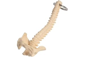 QYM Human Spine Skeleton Keychain Key Ring Mini Medical Teaching Display Model Biology Classroom Study Tools fit for Doctor O