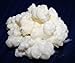 Live Milk Kefir Grains - Live Probiotic Culture Mr. and Mrs. Kefir Instructions