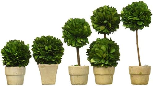 Preserved Boxwood Topiaries, Mini, Set of 5
