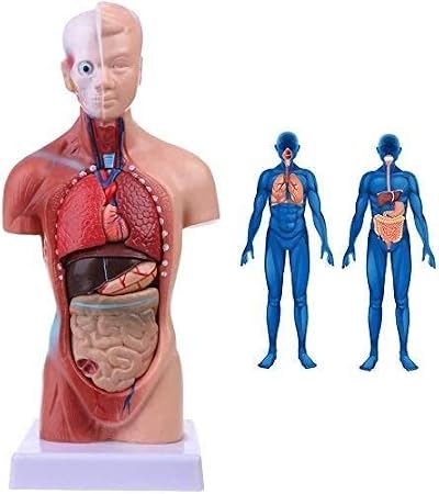 Anatomie-Modell Torso 45 Cm – Detaillierte Nachbi Produktbild-Vorschau 2