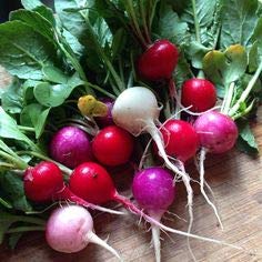 Radish Mix Color Easter Egg Around 250 Seeds - Thumbnail 5