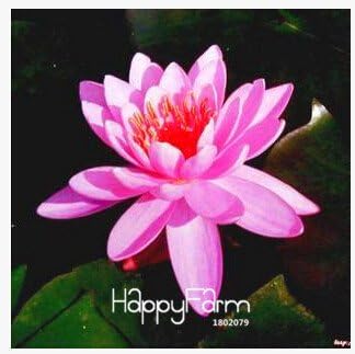 Amazon 安い水庭園 盆栽バルコニー花 水鉢植え フロア パック Tndmwd 17 観葉植物 オンライン通販