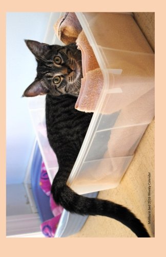 Malibu in bed 2016 Weekly Calendar: 2016 weekly engagement calendar with a cover photo of Malibu in his cozy cat bed at Ralphie's Retreat - A ... feline leukemia. (Cats of Ralphie's Retreat)