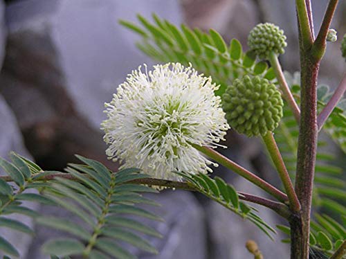 Portal Cool White Mimosa 20 Seeds/Seeds: 10 Seeds Variety 'Myrtle Hollyhock Mimosa Lentisco Caper Mallow Olive Palm Wisteria