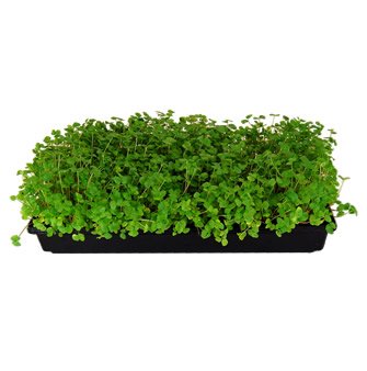 4 Durable+Black+Plastic+Growing+Without