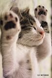 Cat Notebook: 6x 9 Lined Notebook| Cat Composition Notebook| Journal And Diary|100 Pages (Volume 25) by The Cat Notebook