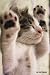 Cat Notebook: 6x 9 Lined Notebook| Cat Composition Notebook| Journal And Diary|100 Pages (Volume 25) by The Cat Notebook