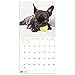 2020 French Bulldogs Wall Calendar