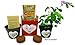 TickleMe Plant Gift Kit You Tickle My Heart - Grow The Unique House Plant That Closes its Leaves When Tickled or Kissed! Complete Grow Kit. Adult Plant can Even Produce Sparking Pink Flowers!