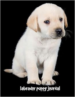labrador puppy online