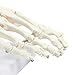 Human Foot Model on Base Stand, Articulating - Anatomical Model | White, 4.25 x 7 x 7.5 Inches