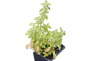 Organic Marjoram Herb Live Plant (Origanum majorana) 2.5 inch Pot - Knotted Marjoram, Marjoram, Pot Marjoram,Sweet Marjoram by Smoke Camp Crafts