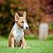 2020 Bull Terriers Calendar 16 Month 12 x 12 Wall Calendar by Bright Day Calendars (Terriers Collection) (Bull Terriers 2019)