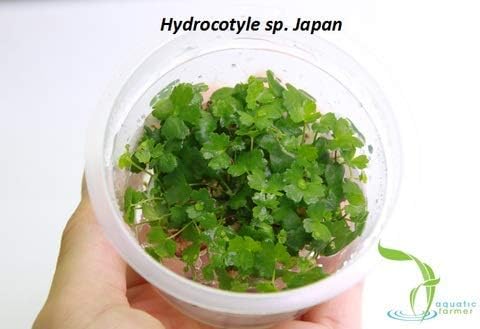 SevenSeaSupply Hydrocotyle Tripartita Japan - Live Aquarium Plant - in Vitro Tissue