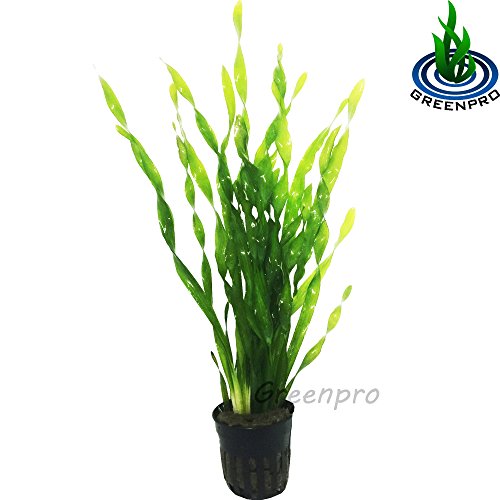 Top for jungle val live plant for aquarium Sideror Reviews