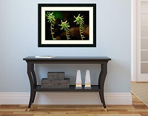 Framed Wall Art Print Deer Fern fiddleheads Pacific Coast North America by Gerry Ellis 26.00 x 19.38