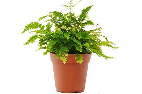 Rosy Maidenhair Fern Live Plant Free Care Guide 4 Pot Low