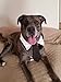 VEDEM Dog Necktie Pet Tuxedo Cotton Collar with Black Tie for Small Medium and Large Dogs (M)