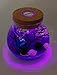 OMEM Aquarium Kits-Living Moss Ball,Valentine Gift Sea Fan, Gravel, Cone Seashell, Work Desk Decoration (Purple)