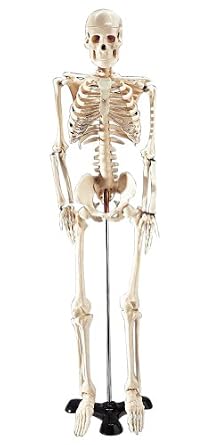Mr. Thrifty Budget Skeleton Model 33 1/2 In High For Classroom Use (9781587794445)