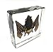 Amazingbug Real Bat Specimens Science Classroom Specimen for Science Education