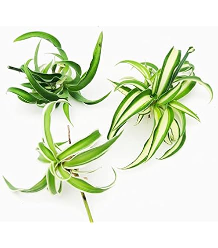 birthday card plant Plant Mom/Plant Dad Birthday Card