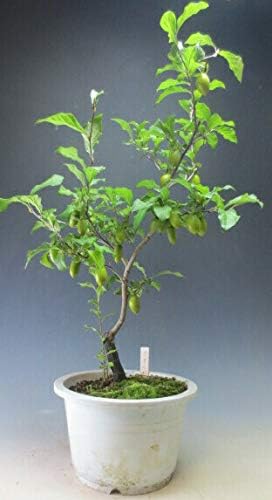Amazon 盆栽 姫柿 花芽付き 老爺柿 ロウヤガキ 京美人 長実 の苗木 現品 21春開花予定 花 観葉植物 フラワーギフト オンライン通販