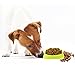 PINJUM Slow Feeder Dog Bowls Fun Interactive Stop Bloat Dog Bowl Pet Non-Slip Drink Water Bowl Square Base Sky Blue