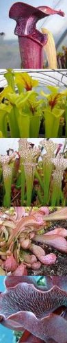 Sarracenia mix - pitcher plant mix - 50 seeds Sarracenia mix - pitcher plant mix - 50 seeds