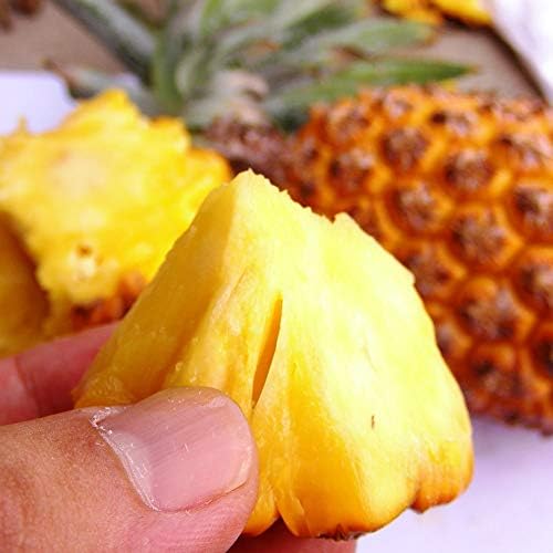 Amazon パインアップル スナックパイン ポット苗 沖縄県産 果物